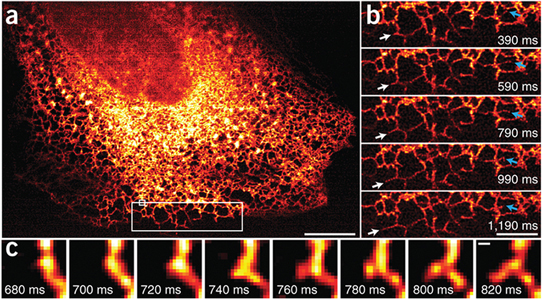 ER dynamics at 100 Hz​​