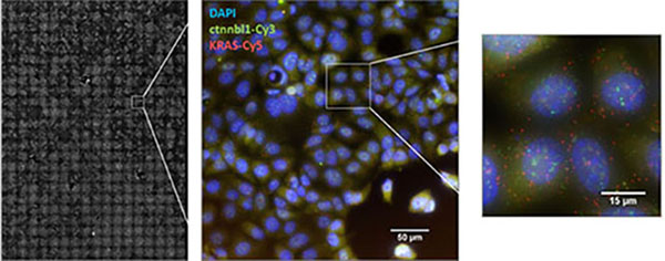 High throughput single molecule FISH