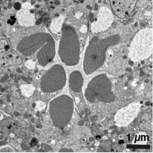 Image taken using electron mictroscopy